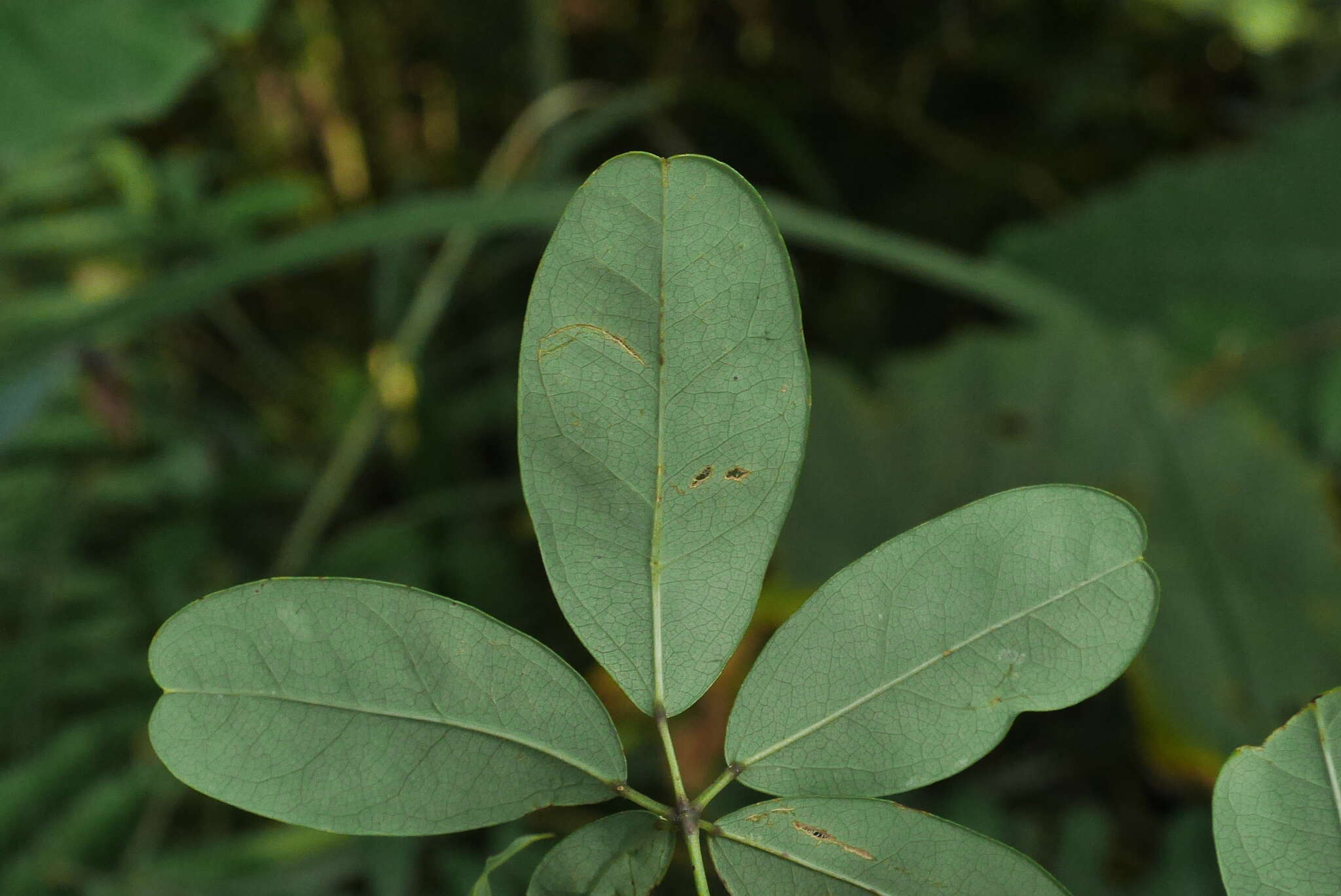 Imagem de Akebia longeracemosa Matsum.