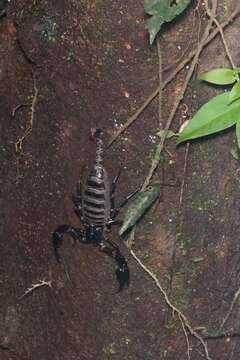 Image of Asian Forest Scorpion