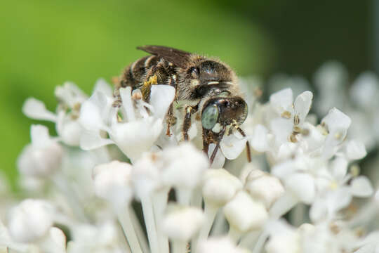 Image of Calliopsis andreniformis Smith 1853