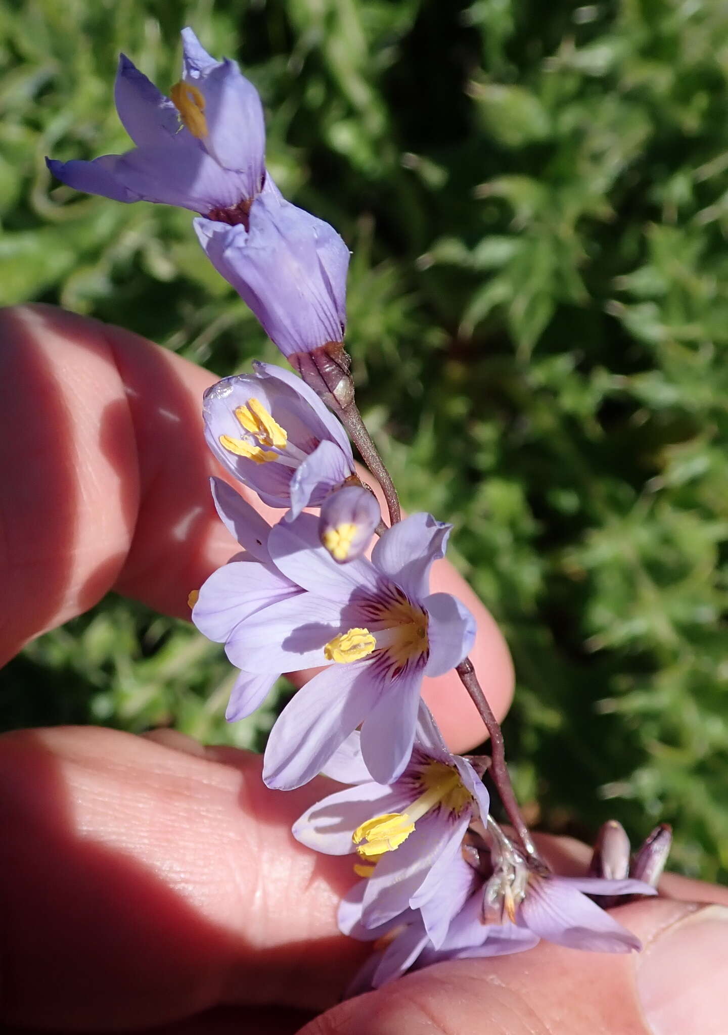 Image of Ixia marginifolia G. J. Lewis