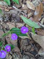 Image de Tradescantia poelliae D. R. Hunt