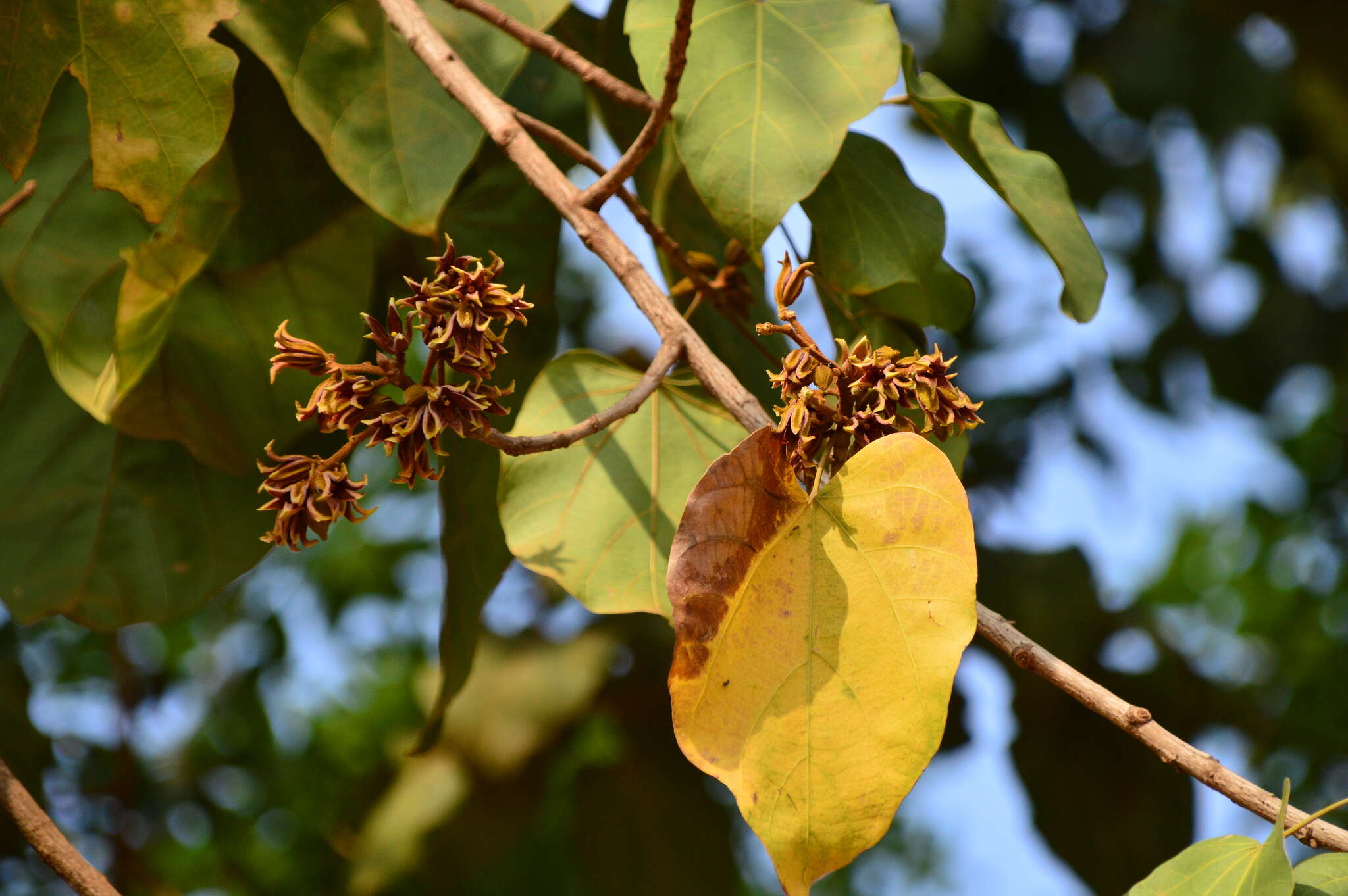 Image of Pterygota alata (Roxb.) R. Br.