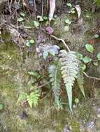 Sivun Blechnum occidentale L. kuva