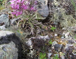 Image of witch's hair lichen