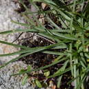 Imagem de Plantago maritima subsp. serpentina (All.) Arcangeli