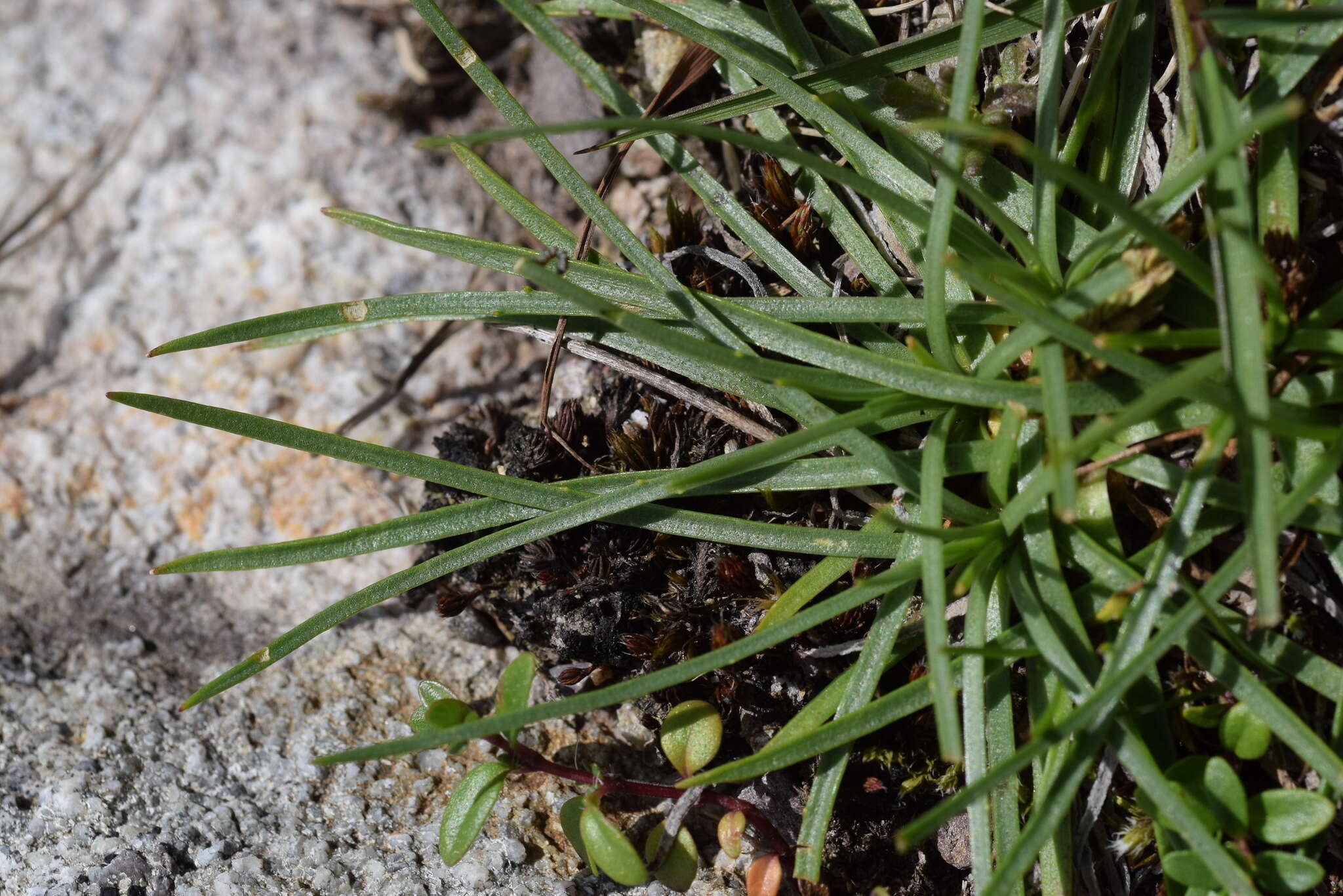 Imagem de Plantago maritima subsp. serpentina (All.) Arcangeli