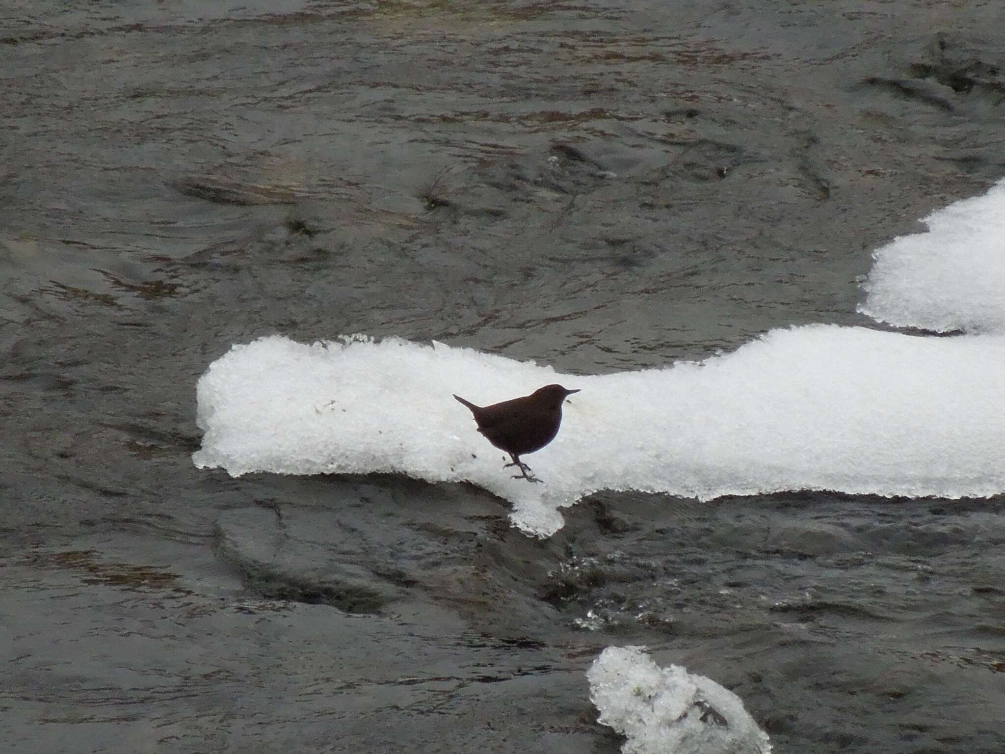 Image of Brown Dipper