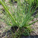 Image of Trachyandra erythrorrhiza (Conrath) Oberm.