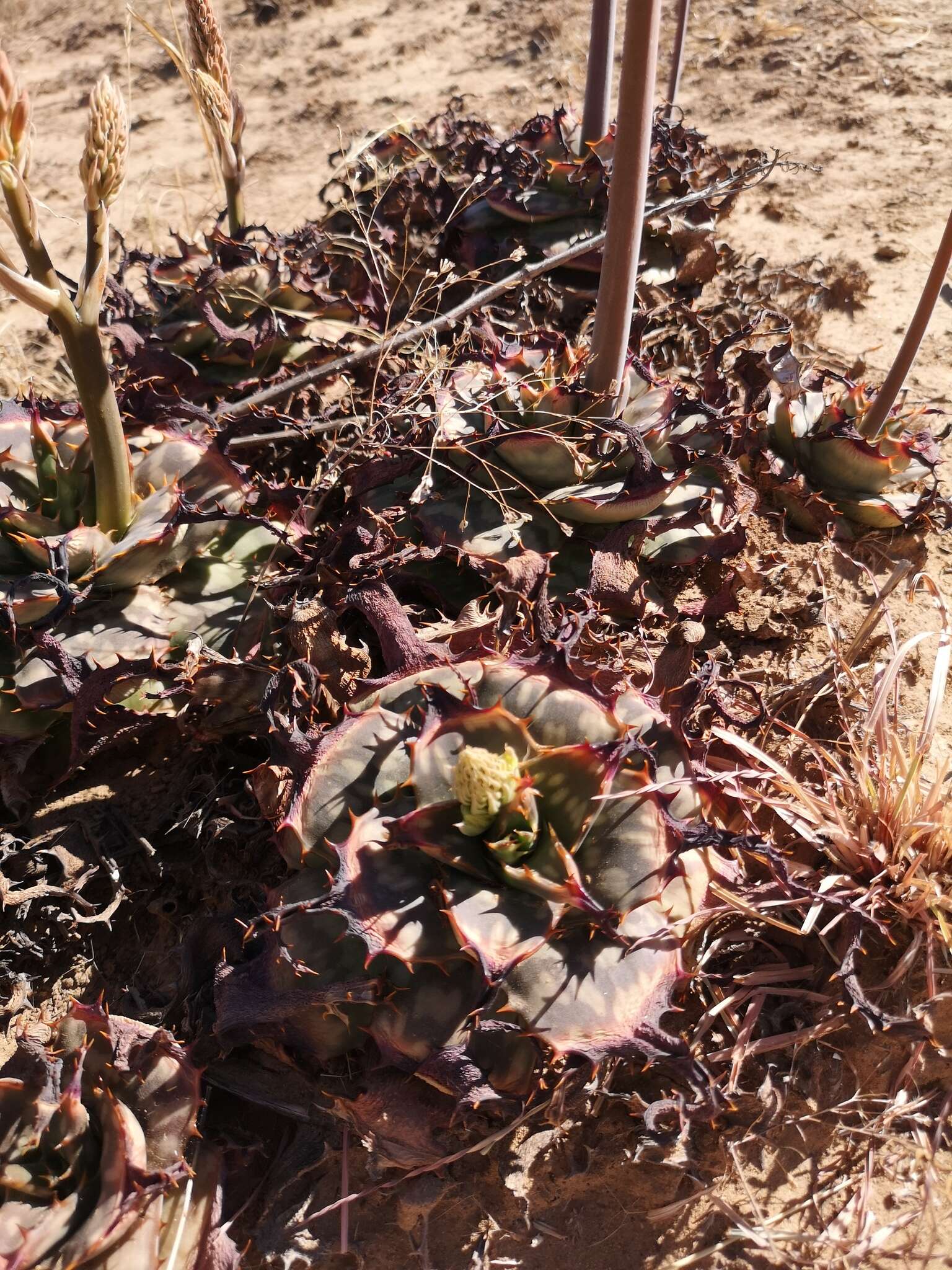 Aloe grandidentata Salm-Dyck resmi