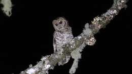 Image of Rusty-barred Owl