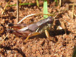 Melanoplus islandicus Blatchley 1898的圖片