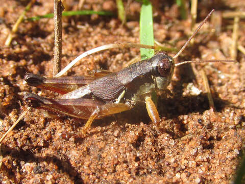 Melanoplus islandicus Blatchley 1898 resmi