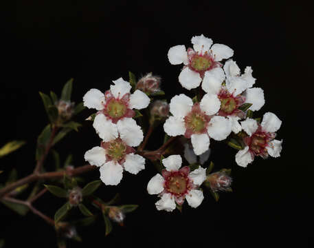 Image of Leptospermum erubescens Schau.