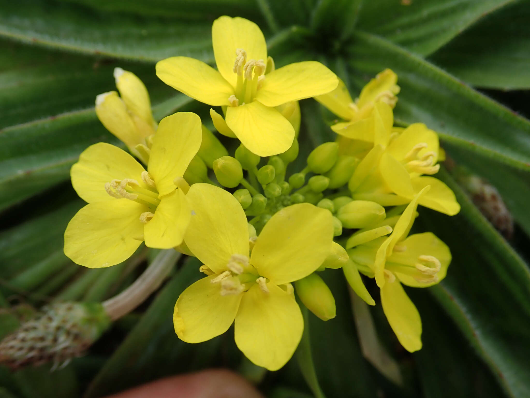 Plancia ëd Brassica napus subsp. rapifera Metzg. ex Sinskaya