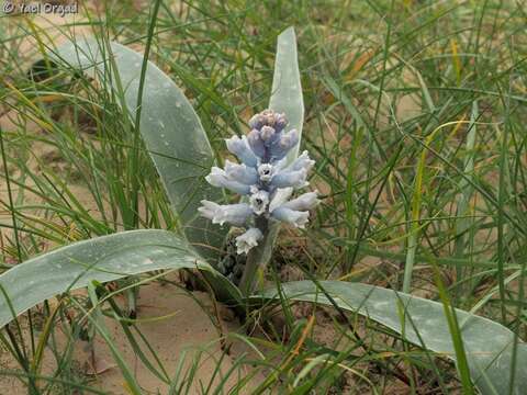 Image of Bellevalia desertorum Eig & Feinbrun