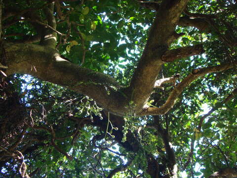 Image of Native Cedar Kohekohe