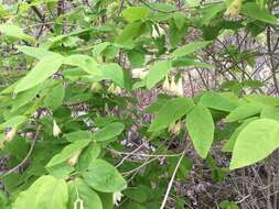 Image de Lonicera canadensis Bartr. ex Marsh.