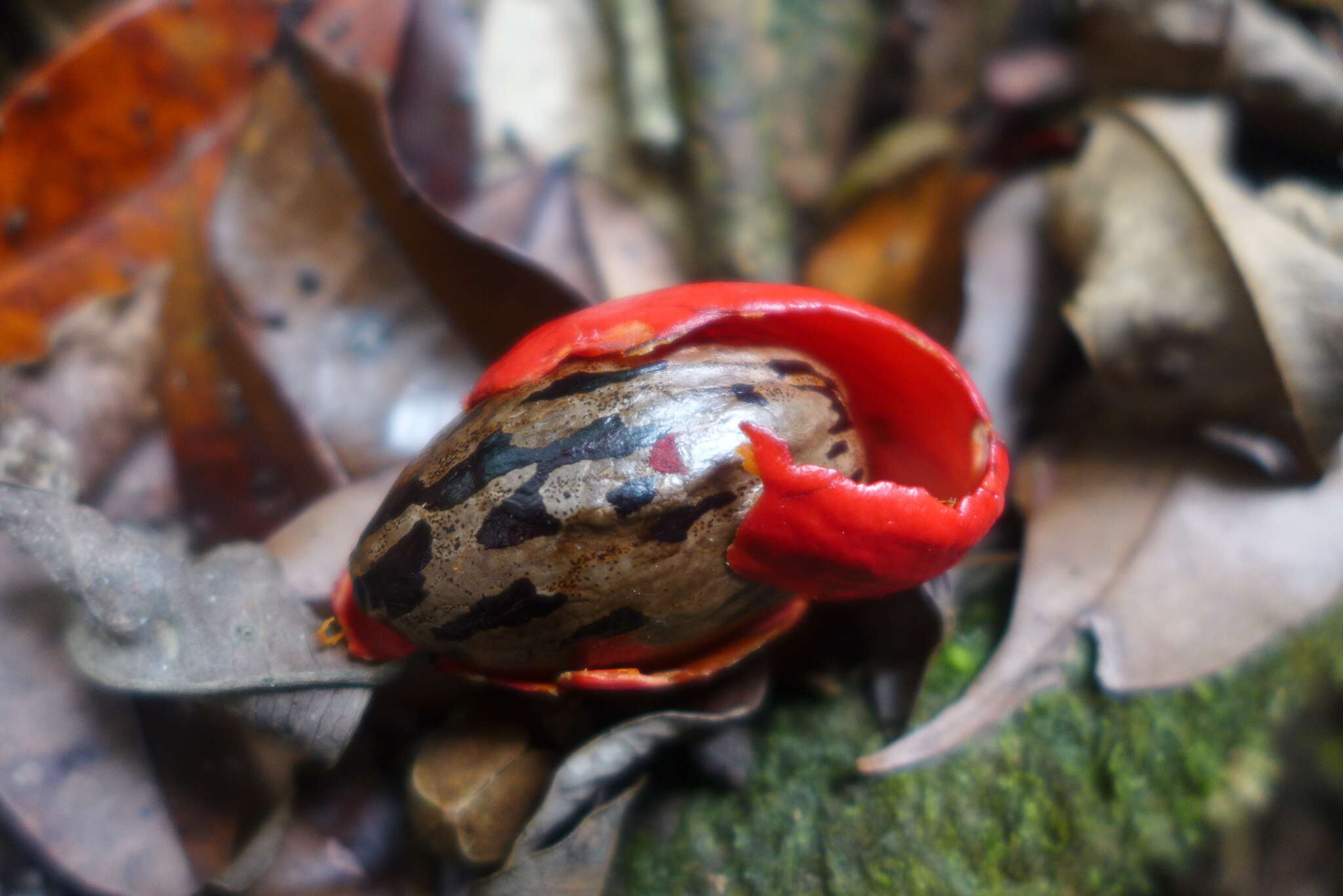 Compsoneura excelsa A. C. Sm. resmi