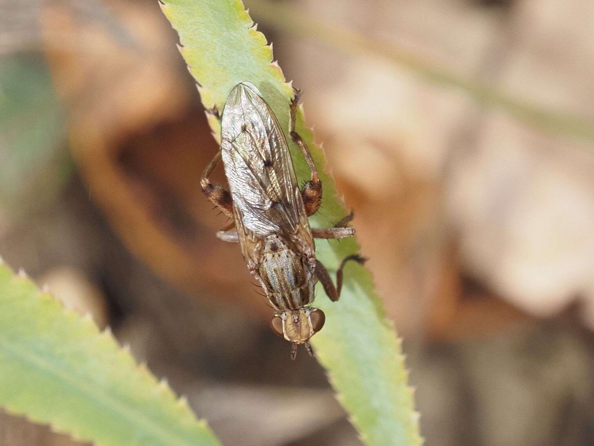 Salticella fasciata (Meigen 1830) resmi