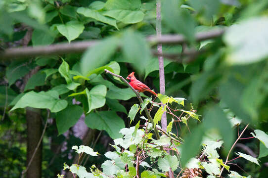 Image of Cardinalis Bonaparte 1838