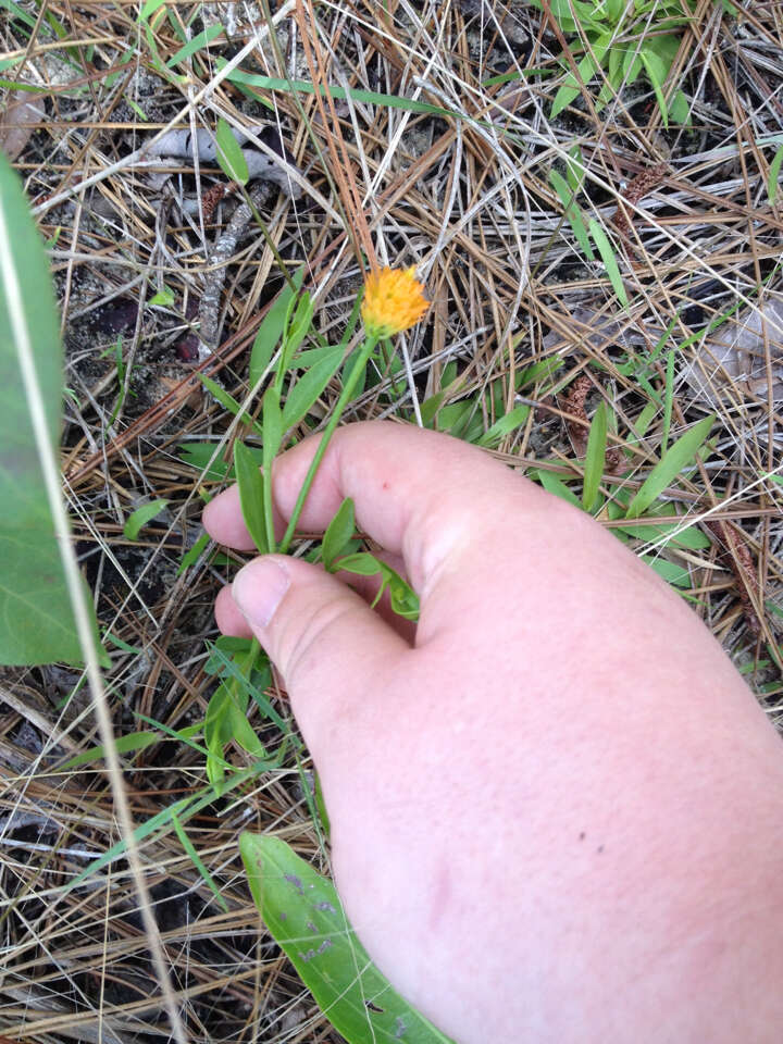 Sivun Polygala lutea L. kuva