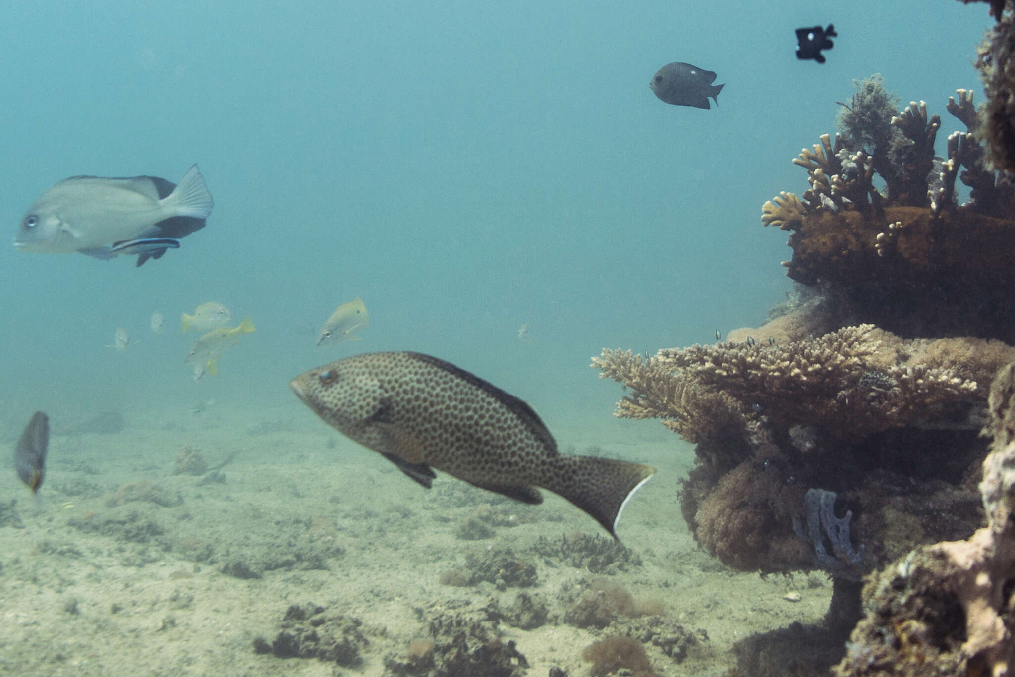 Epinephelus areolatus (Forsskål 1775) resmi