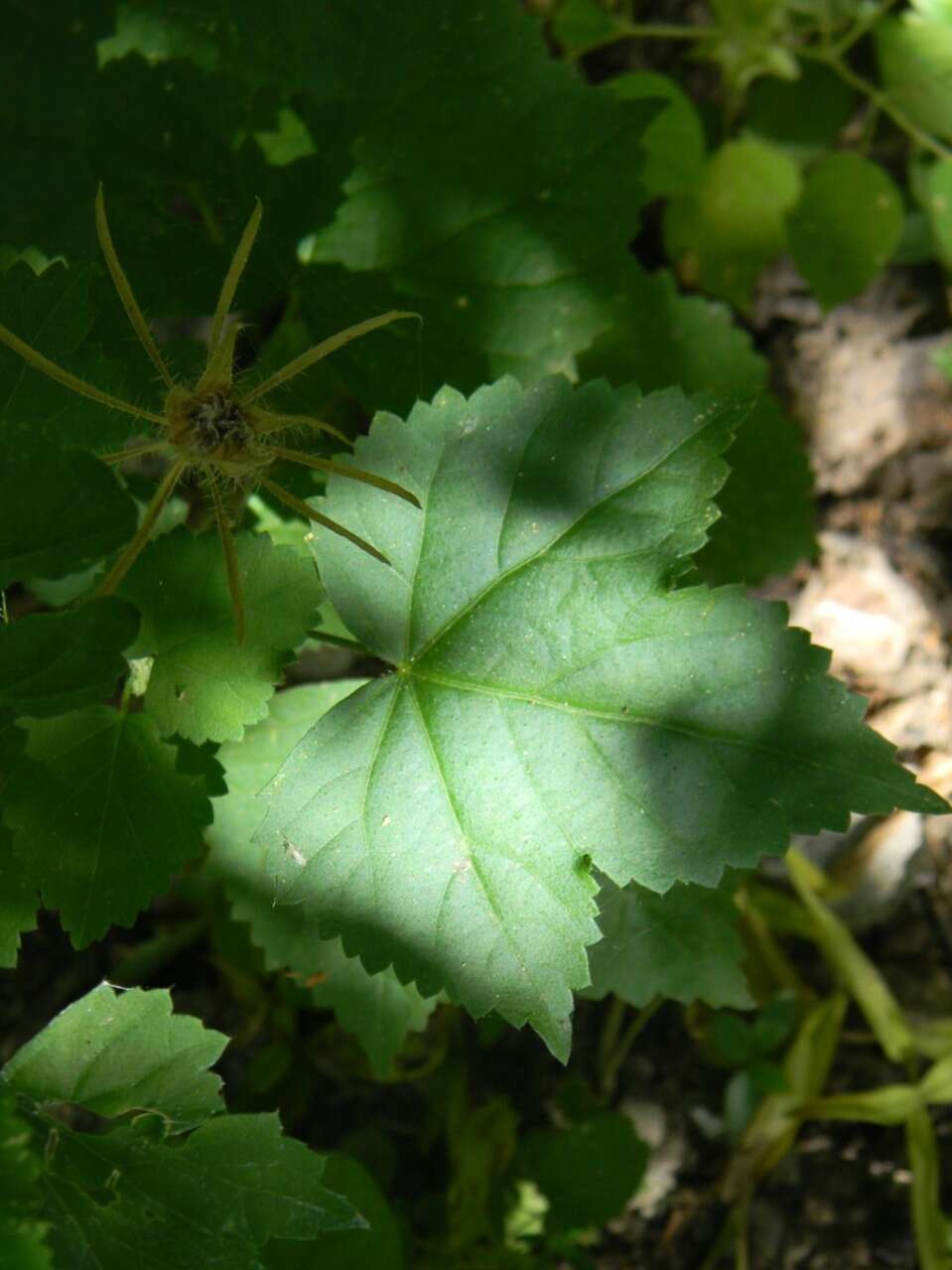 Image of Arizona rosemallow