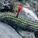 Image of Cleistocactus pachycladus (Rauh & Backeb.) Ostolaza