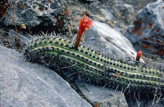 Image of Cleistocactus pachycladus (Rauh & Backeb.) Ostolaza