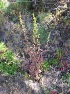 Image of showy goldenrod