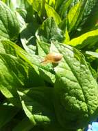 Image of amber snail