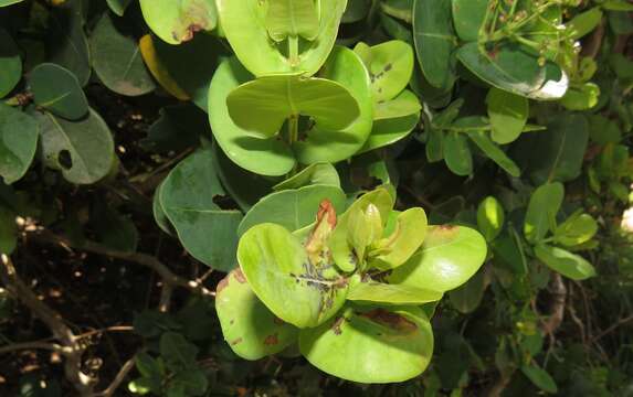 Image of Syzygium cordatum subsp. cordatum