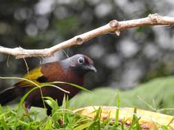 Image of Malayan Laughingthrush