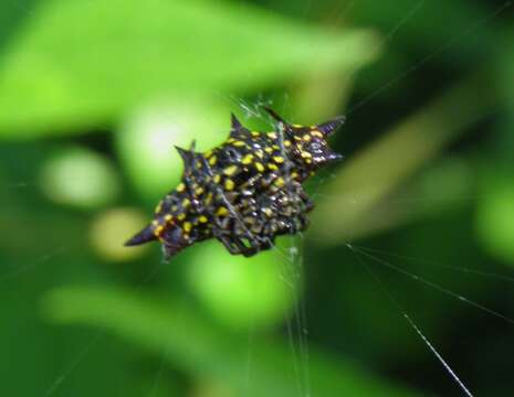 Image of Gasteracantha taeniata (Walckenaer 1841)