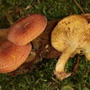 Image of Tricholomopsis flammula Métrod ex Holec 2009