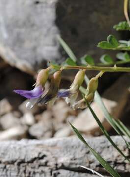 Image of egg milkvetch