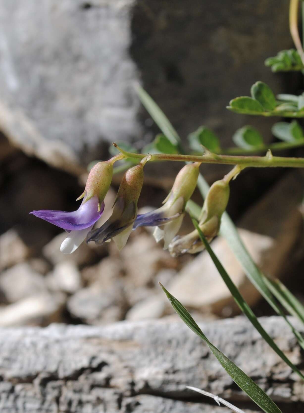 Imagem de Astragalus oophorus var. clokeyanus Barneby