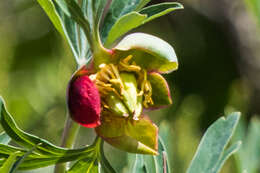 Image of California peony