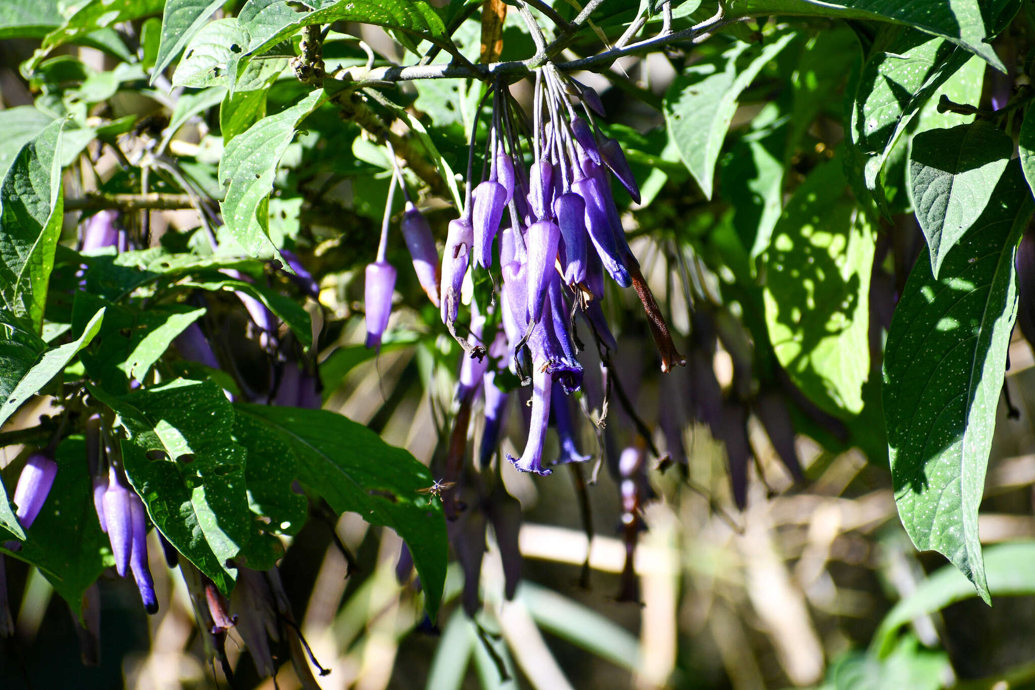 Слика од Iochroma calycina Benth.