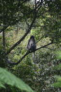 Image of Grizzled Leaf Monkey