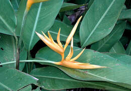 Image of parakeetflower