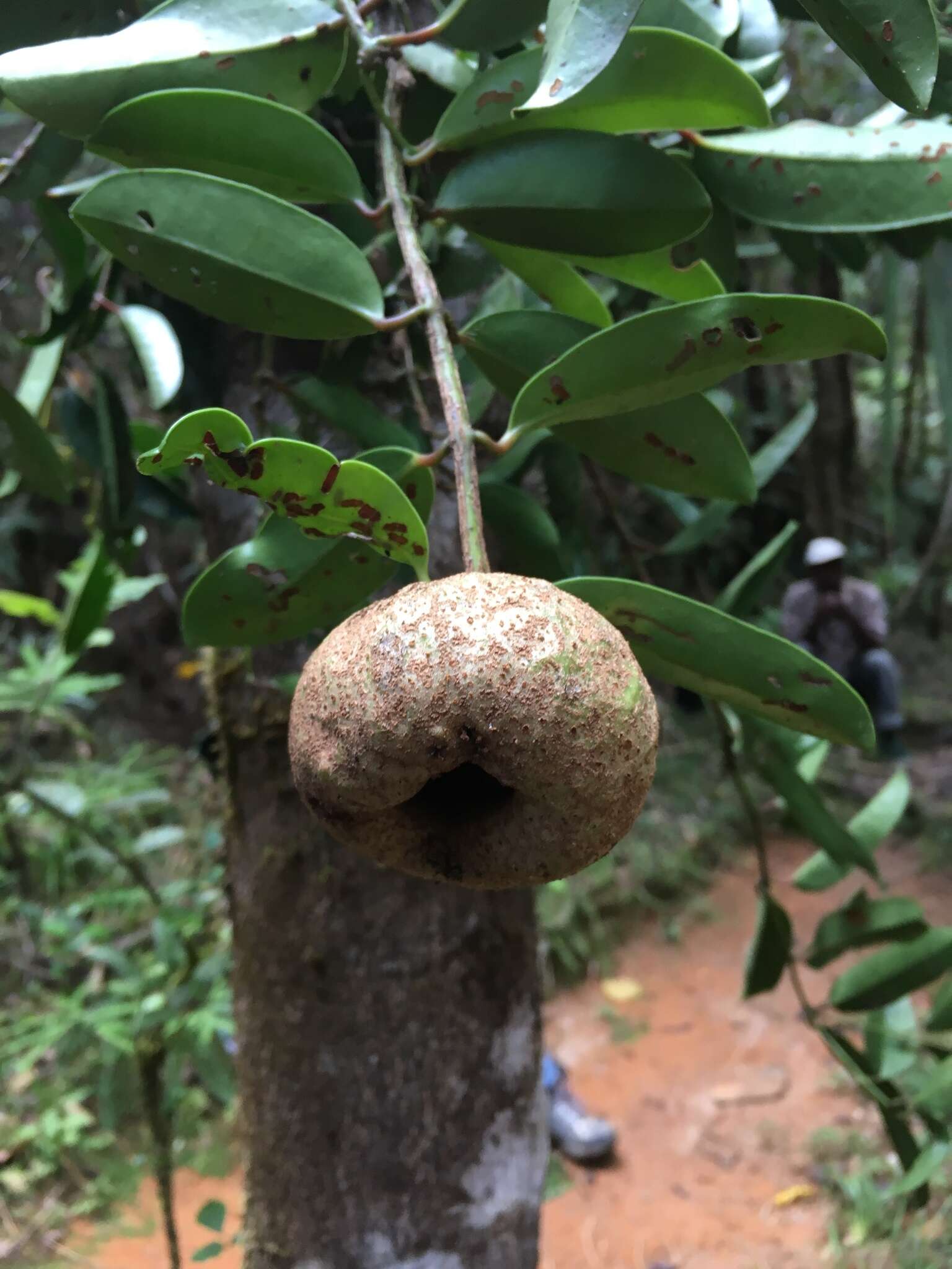 Image of Tambourissa purpurea (Tul.) A. DC.