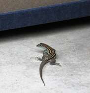 Image of Sonoran Spotted Whiptail