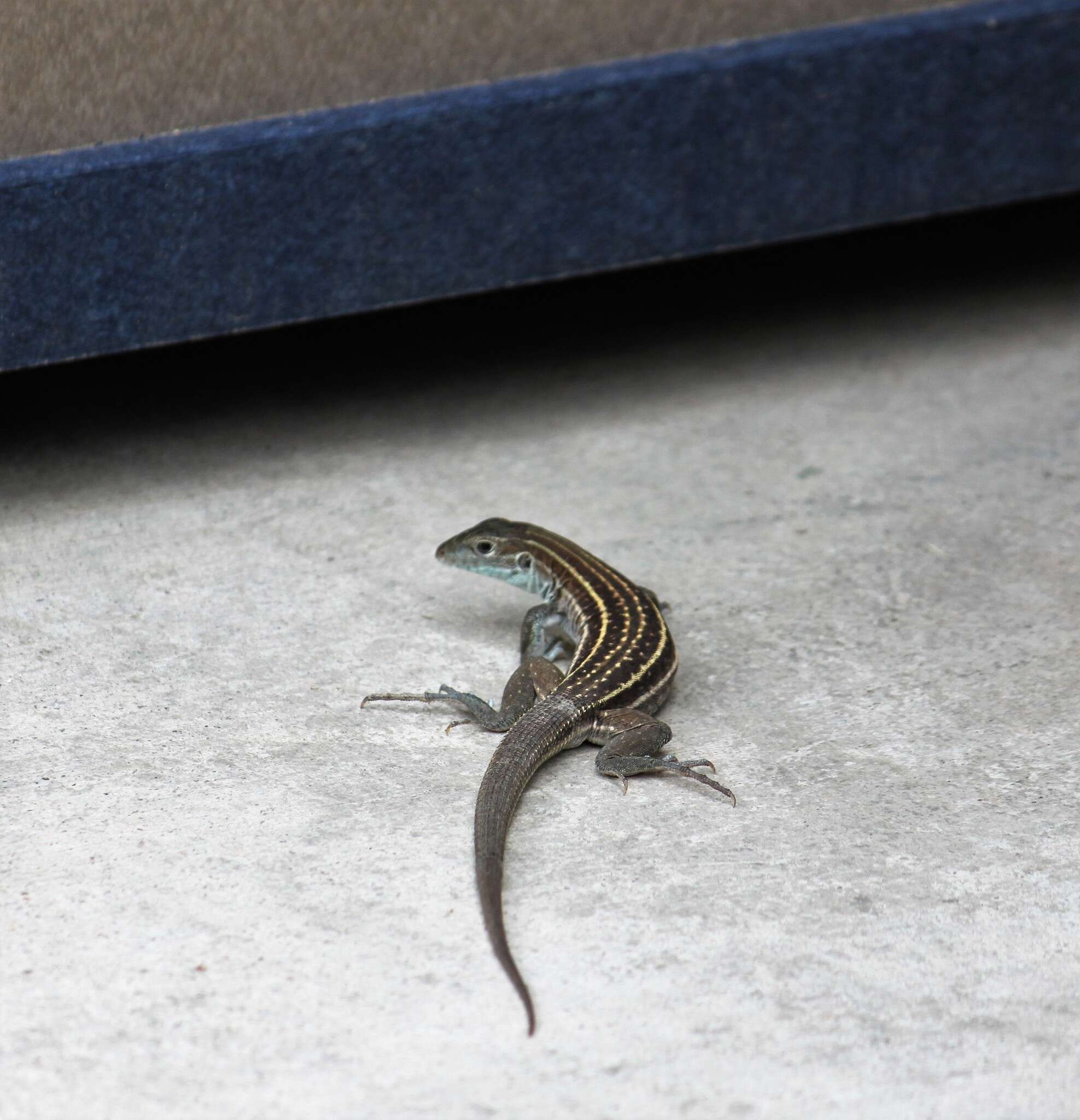 Image of Sonoran Spotted Whiptail