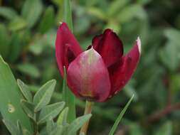 Image of Cyprus tulip