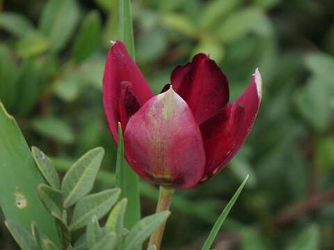 Image of Cyprus tulip