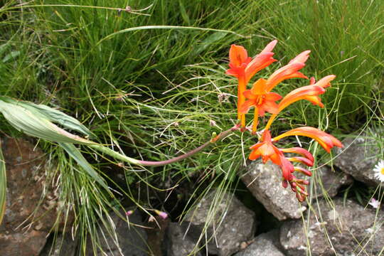 Image of Crocosmia pearsei Oberm.