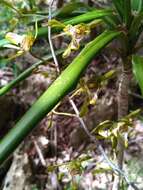 Imagem de Oeceoclades spathulifera (H. Perrier) Garay & P. Taylor