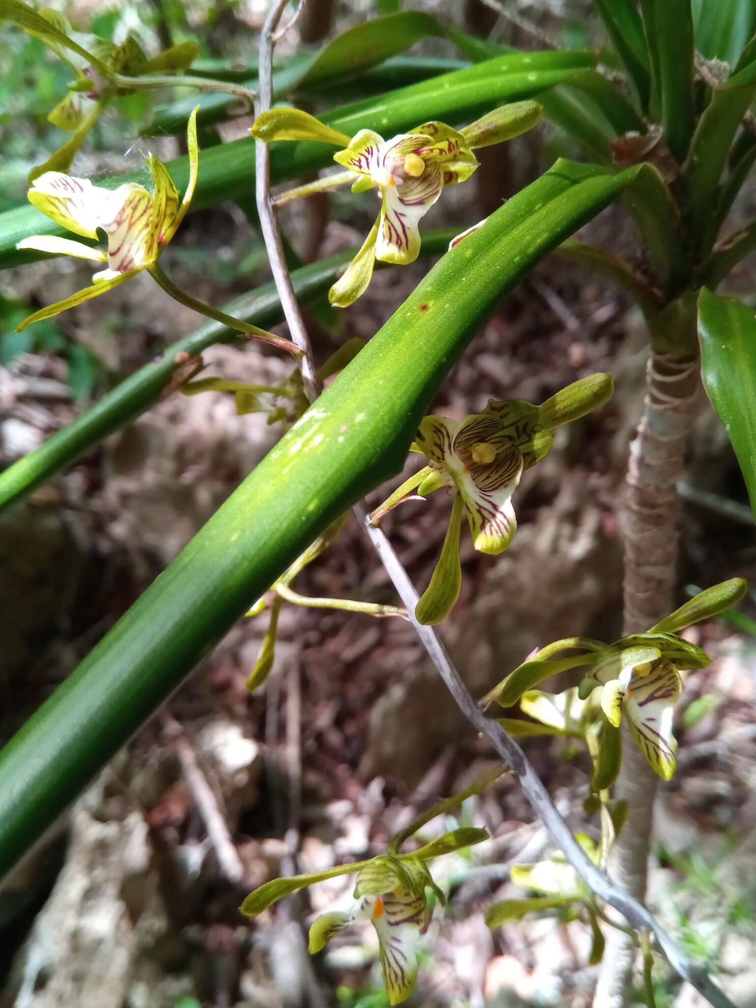 Imagem de Oeceoclades spathulifera (H. Perrier) Garay & P. Taylor