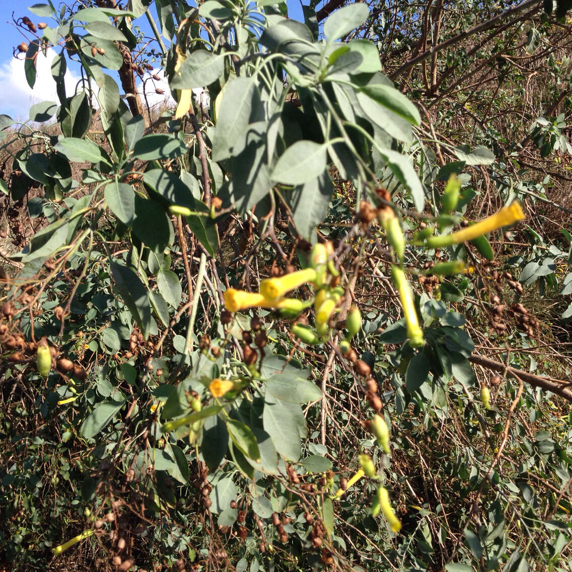 Image of tree tobacco